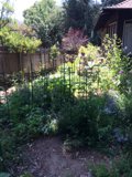 A Bountiful Garden in Altadena