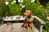 Canine Companionship in the Garden