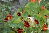 Burst of Blooms