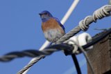 Perched in Blue Serenity