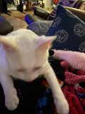 Cozy Cat Nap