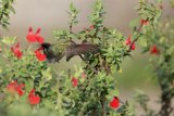 Hummingbird's Dance among the Geranium