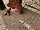 Playtime with a Furry Companion