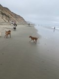 Four Dogs on a Beach Adventure