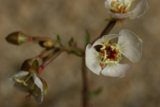 Beautiful White Flower with Red and Yellow Petals