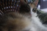 Feline Focus