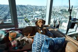 Dog Relaxing in High-Rise Apartment View