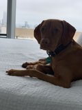 Urban Pup
