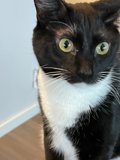 The Elegant Feline
