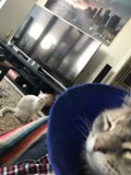 Cone of Shame