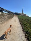 Walking the Path with My Furry Friend