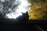The Watchful Guardian