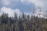 Bare Winter Branches Against Misty Forest Landscape