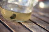 Black Object in a Glass Jar