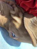 Puppy Love with a Bow