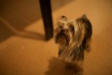 Adorable Affenpinscher Puppy