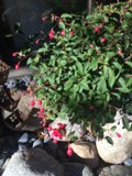 A Pop of Red in the Rock Garden