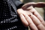 Insect Wonderland Captured in Hand