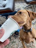 Morning Brew with Man's Best Friend