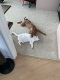 Furry Friends on Hardwood Flooring