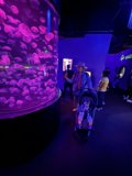 Aquatic Fascination at Aquarium of the Bay