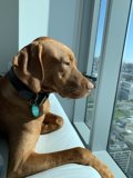 Urban Canine Companion
