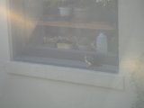 Window Watcher