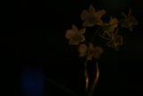 Radiant Orchid Amidst Darkness