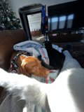 Cozy Companions