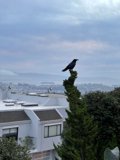 Crow's Nest