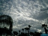 Palm Trees and Clouds in the Summer Sky