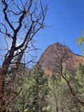 Majestic Tree facing the Sedona Mountains
