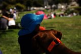 Park Day with Fashionable Fido