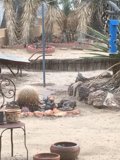 Desert Oasis