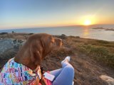 Canine Contemplation
