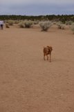 Running Free in the Desert