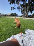 A Joyful Pup in the Lush Greenery of Alamo Square