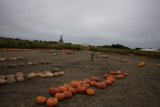 Harvest Day at Walnut Creek