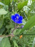 Blue Geranium Blossom in the Greenery