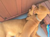 Playful Pups in Hermosa Beach