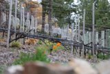 Feline Strolls Through Vineyard