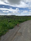 A Canine Companion in the Countryside