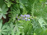 Purple Flower Among Lush Green Foliage