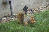 Fox Squirrel Foraging on Suburban Lawn