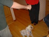 A Dog and Hardwood Floors