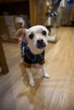 Skyela's Fashionista Pup in Japan Town, 2023