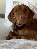 Cozy Canine