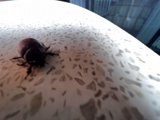 Beetle in the Sunshine
