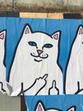 The Signaling Cat