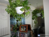 Hanging Greenery